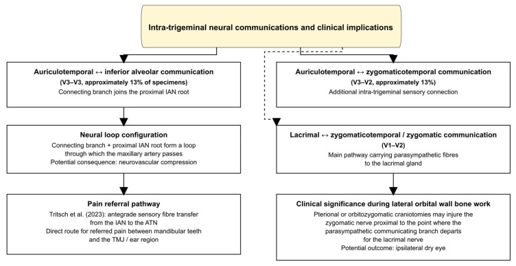 Figure 8. Intra-trigeminal anastomoses.