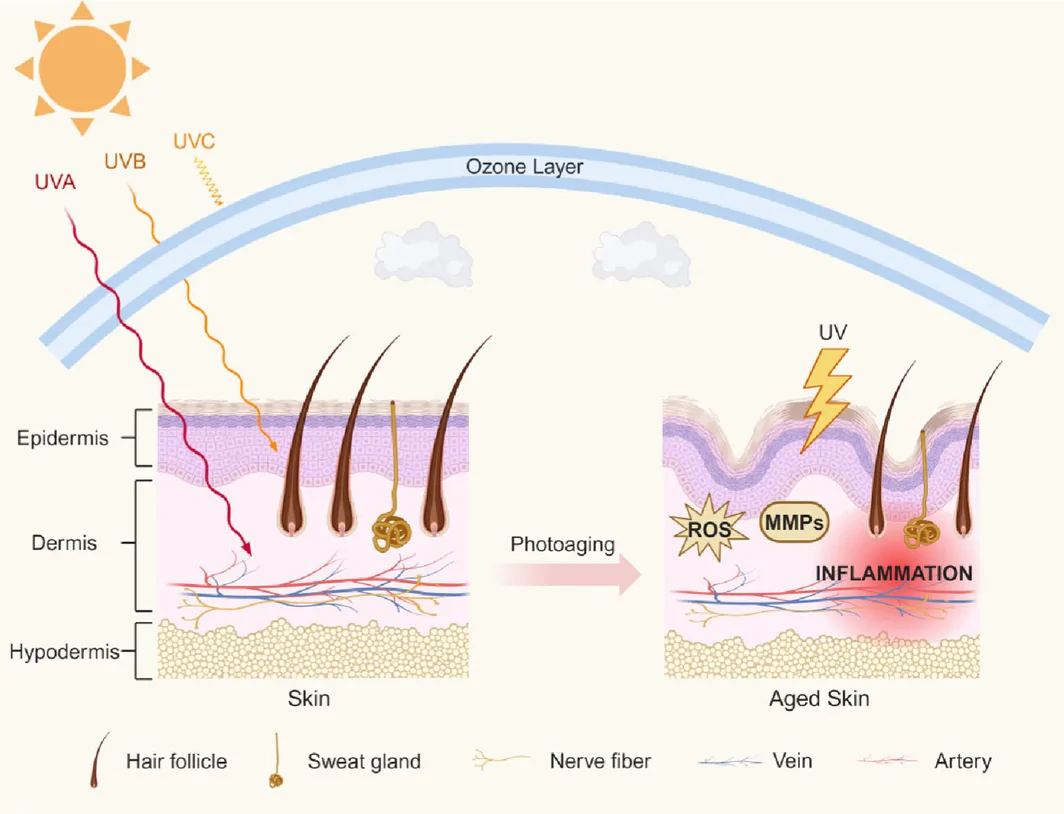 FIGURE 3
